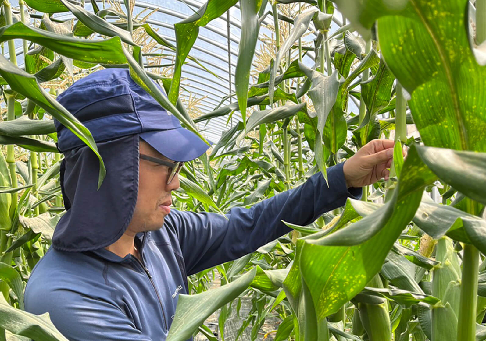 写真：作物を観察するオーナー