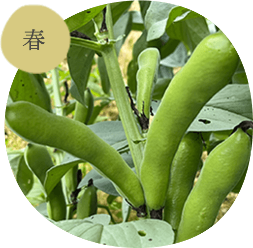 春の栽培品目例