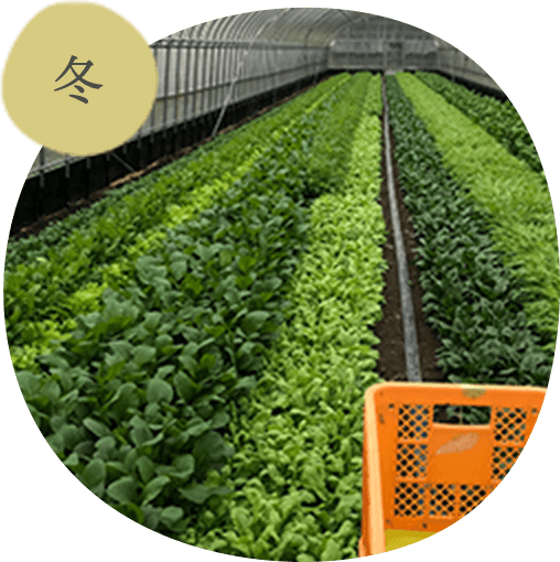 冬の栽培品目例