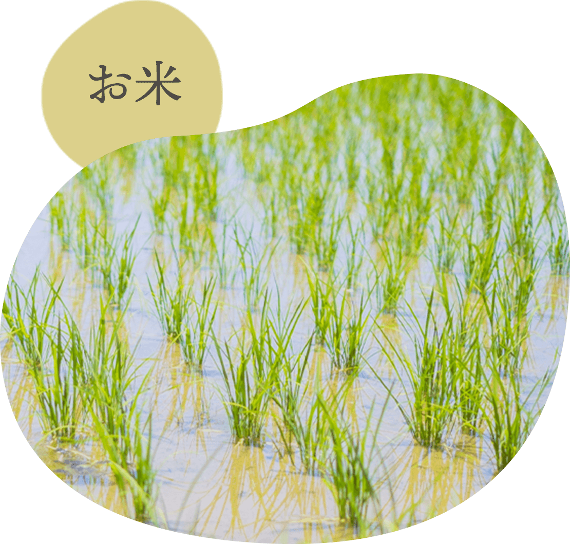 Qファームのお米