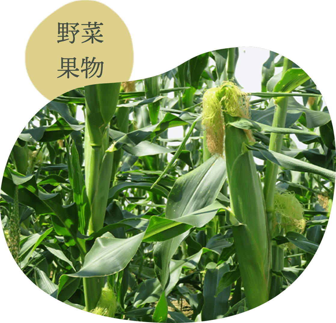 Qファームの野菜