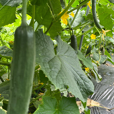 写真：花が咲いたきゅうり