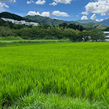 写真：田植え体験