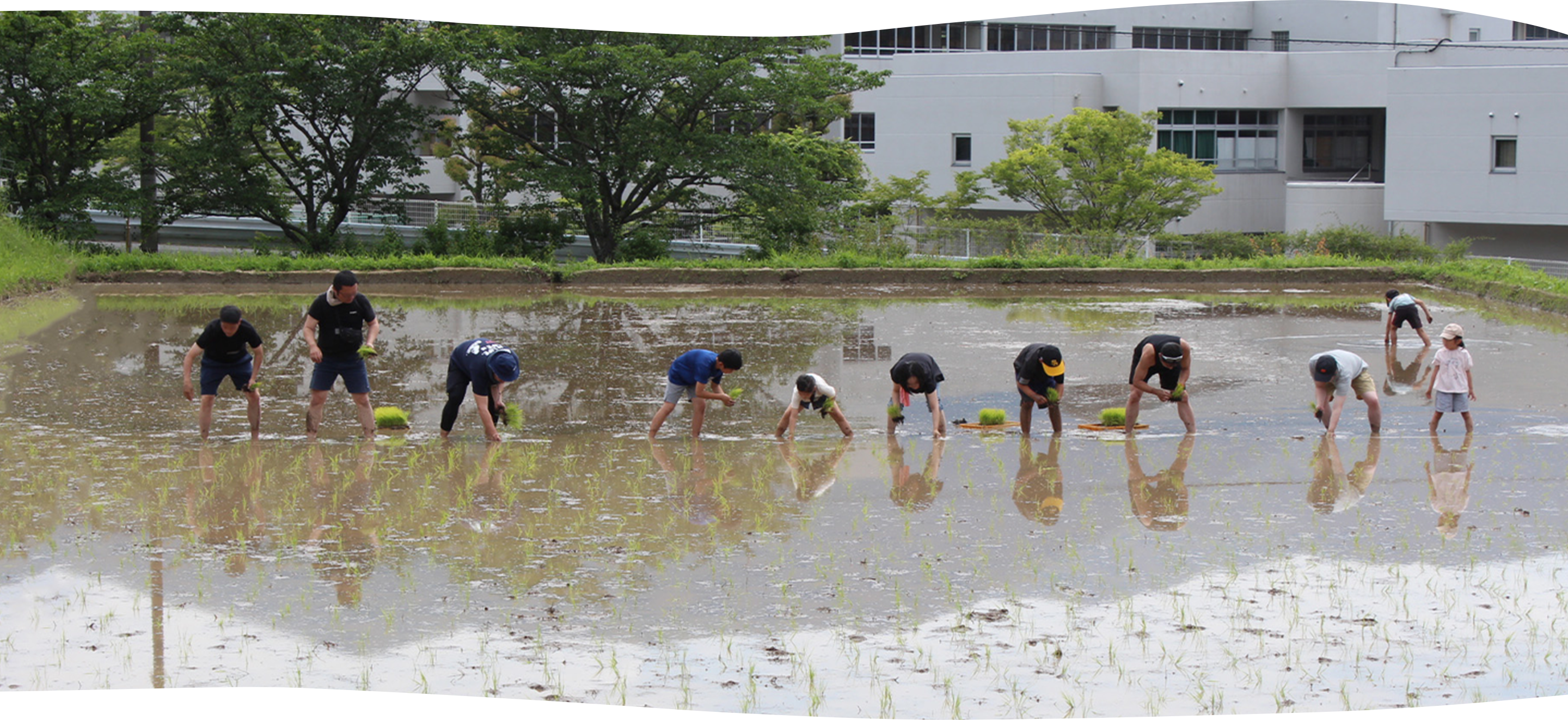 写真：田植え体験